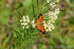 IMG_7878_copy